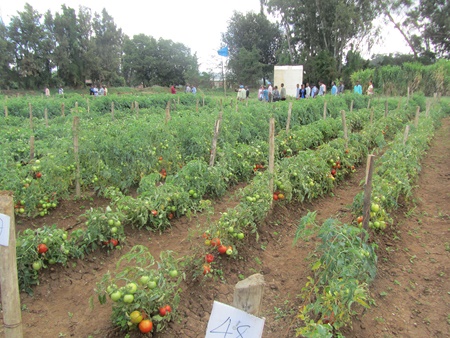 חלקת העגבניות שפותחו במסגרת המחקר.  צילום: ארכיון צילומי קקל