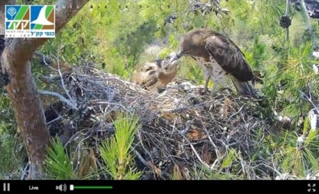 שידור חי מקן החוואים בשפלת יהודה. צילום מסך מאתר קק''ל.