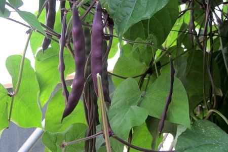 שעועית אדומה-ירוקה במו''פ ערבה.  צילום: תניה זיסקינד