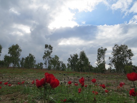 כלניות ביער שוקדה.  צילום: יואב דביר