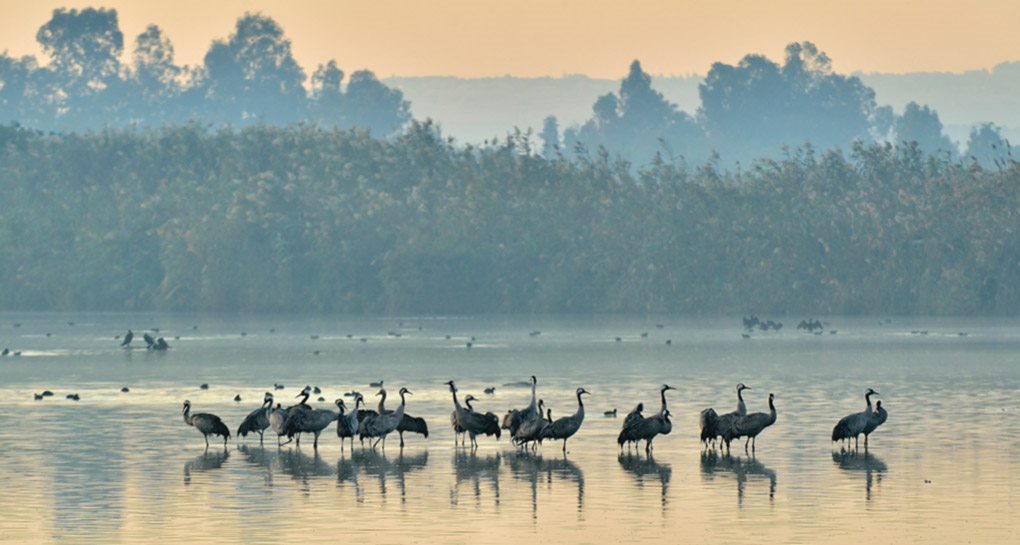 צילום: ארכיון הצילומים של קקל