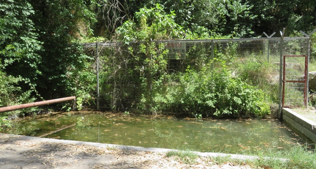 עין שולמית. צילום: דר אורית סקוטלסקי