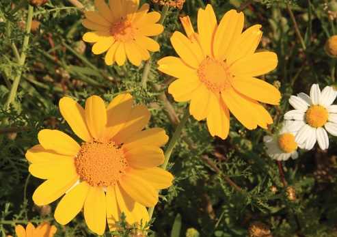 Photographie: Archives de photos du KKL-FNJ