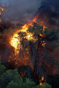 Photographie : Archives photographiques KKL-FNJ