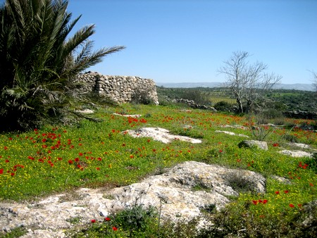 Photographie : Mira Zer, le KKL-FNJ Jérusalem