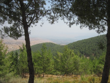 Forêt de Biriya. Photographie : Archives photographiques KKL-FNJ