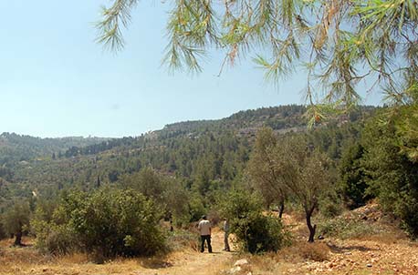 Jerusalem Forest. Photo: Malka Barkai.