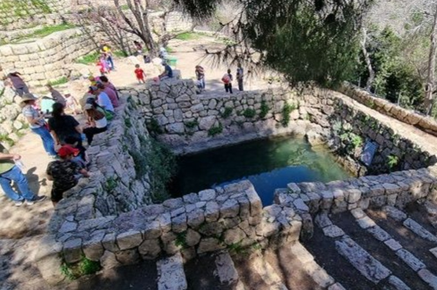 הסטף. צילום: עדי טנא, קק״ל