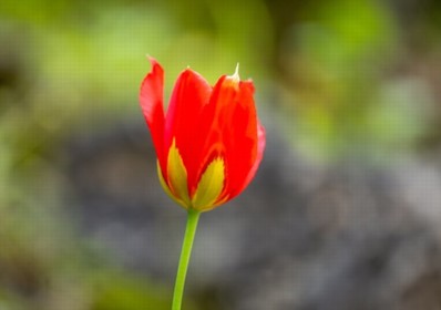 טיולים בעקבות פריחת הצבעוניים בהרי ירושלים