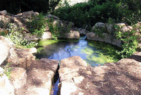 נביעה בעין מירב. צילום: ארכיון צילומי קק''ל