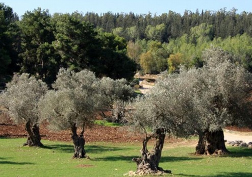כרם זיתים ליד קבר רבי יהודה בן בבא. צילום: יעקב שקולניק, ארכיון הצילומים של קקל