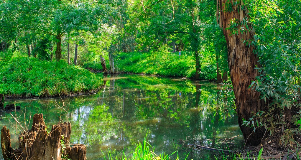 יער אילנות. צילום: אילן פרץ