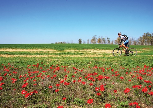 רוכב אופניים ביער בארי