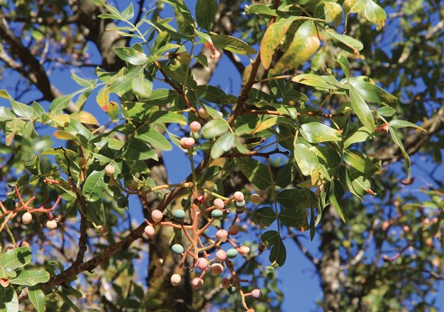 ענף בוטנה ביער ביריה-מירון
