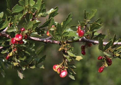 אוג קוצני ביער חורשים
