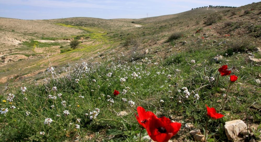 שטחי בתה בתחום היער. צילום: יעקב שקולניק, ארכיון הצילומים של קק"ל