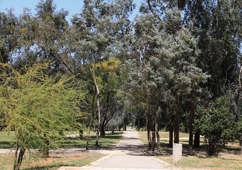 גן בוטני יערני אילנות