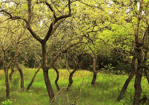 אלוני תבור ביער קדימה. צילום: יעקב שקולניק, ארכיון הצילומים של קק"ל