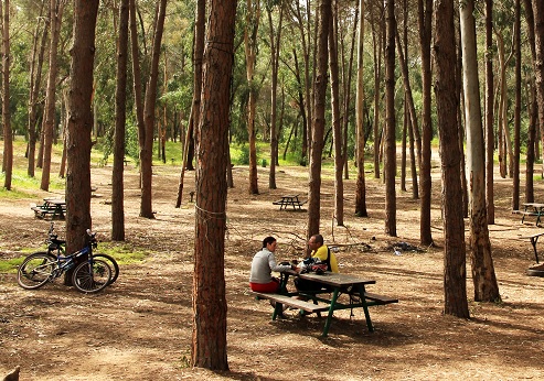 מנוחה ביער קדימה. צילום: יעקב שקולניק, ארכיון הצילומים של קק"ל