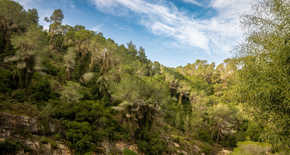יער הקדושים