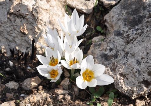 כרכום חורפי ביער קהילתי שוהם. צילום: רוני קינדרמן