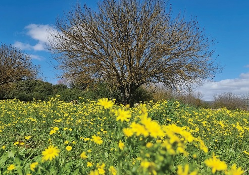 חניון האלות