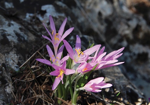 סתוונית היורה