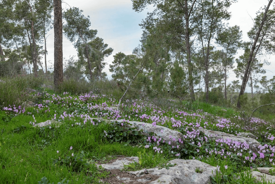 בית הבד. צילום: בוני שיינמן קק״ל