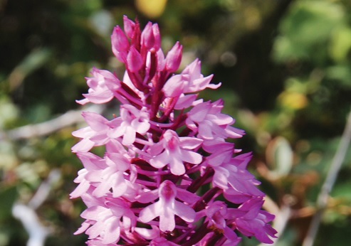 בן סחלב צריפי