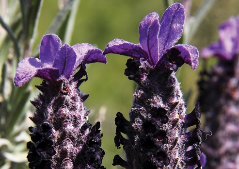 אזוביון דגול ביער המלאכים - שחריה