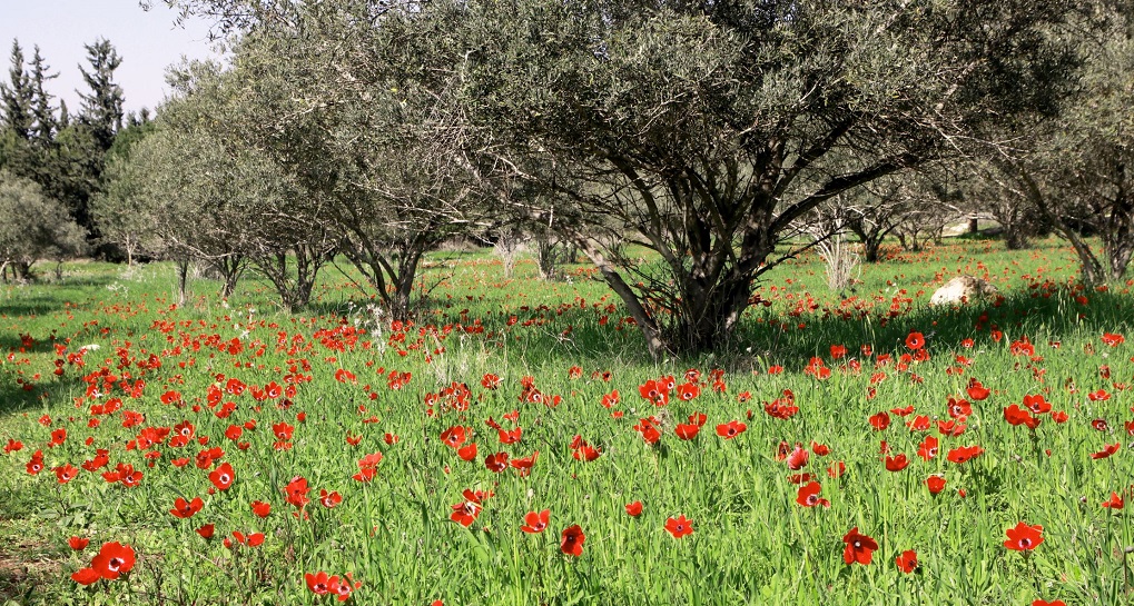 יער קהילתי שוהם. צילום: יעקב שקולניק, ארכיון הצילומים של קק"ל