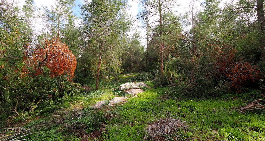 יער חרובית. צילום: shutterstock