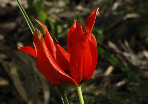 צבעוני השרון. צילום: יעקב שקולניק, ארכיון הצילומים של קק"ל