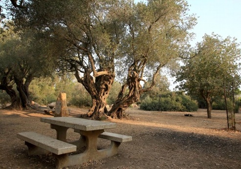 טיול לדרך נוף יער חוף הכרמל