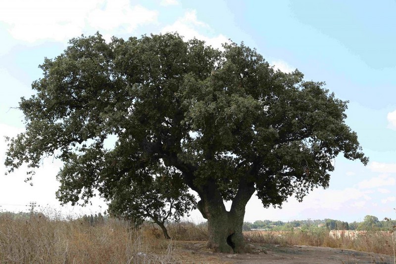 אלון התבור הגדל בראש גבעה נמוכה ממזרח לכרכור