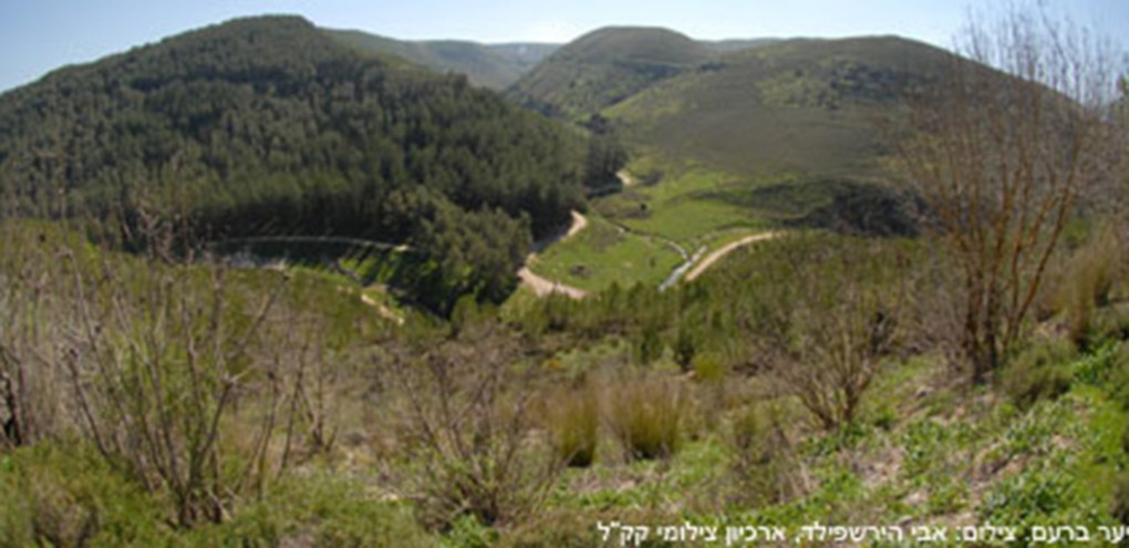 יער ברעם. צילום: אבי הירשפילד. ארכיון צילומי קק"ל