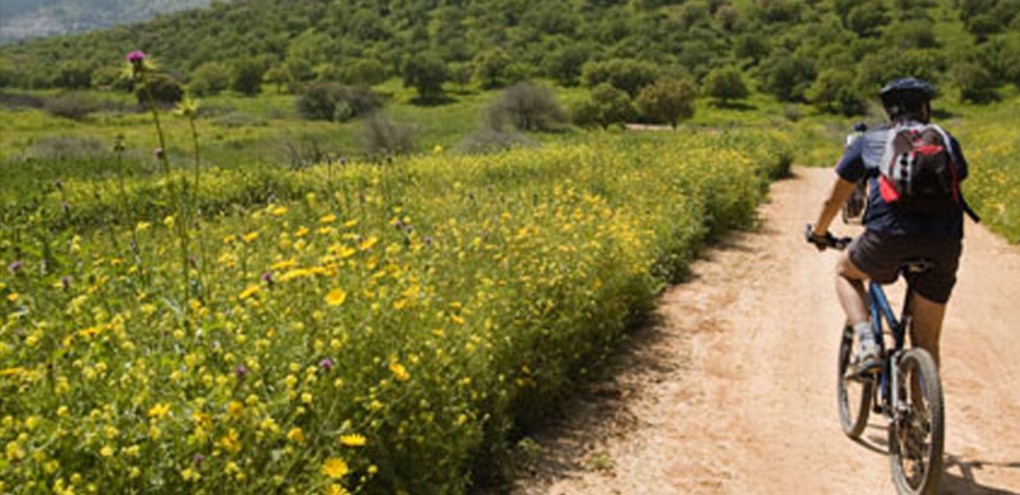 צילום: ארכיון צילומי קק"ל