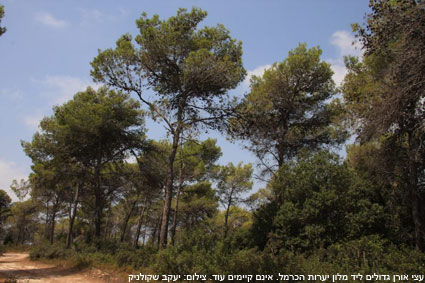 עצי אורן גדלים ליד מלון יערות הכרמל. אינם קיימים עוד. צילום: יעקב שקולניק