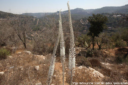 חצבים בסטף, צילום: יוסי זמיר, ארכיון צילומי קק"ל