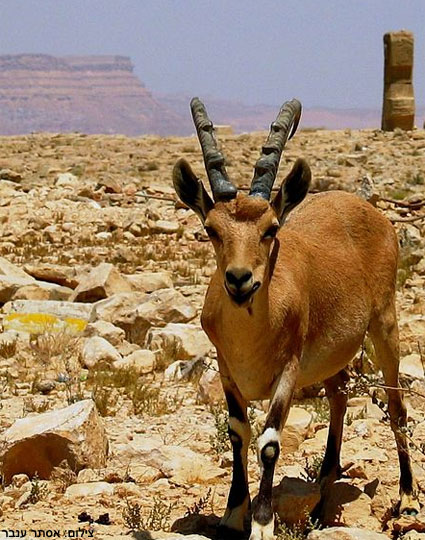 יעל נובי על רקע מכתש רמון. צילום: אסתר ענבר