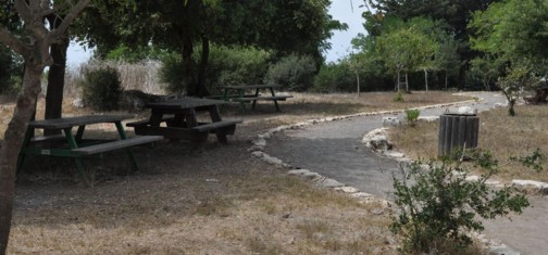 חניון התות באדמית. צילום: פנינה לבנון, ארכיון הצילומים קק"ל