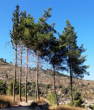 עצי אורן. צילום: יעקב שקולניק