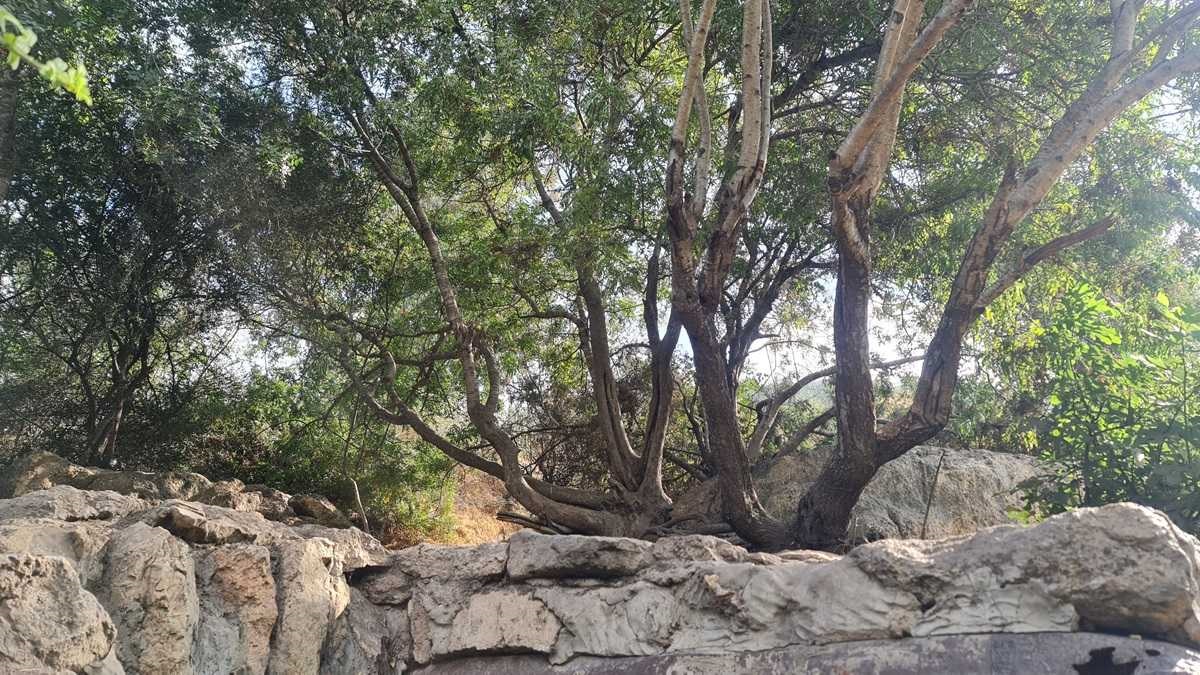 מנופי השביל. צילום: בלה נודלמן, קק"ל