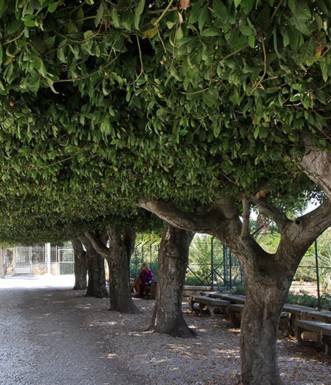 שדרה יפה של ער אציל ליד כנסיית ההשתנות. צילום: יעקב שקולניק