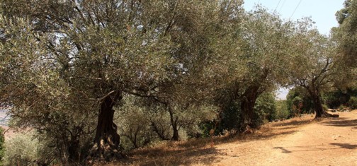 כרם זיתים קשישים. צילום: יעקב שקולניק