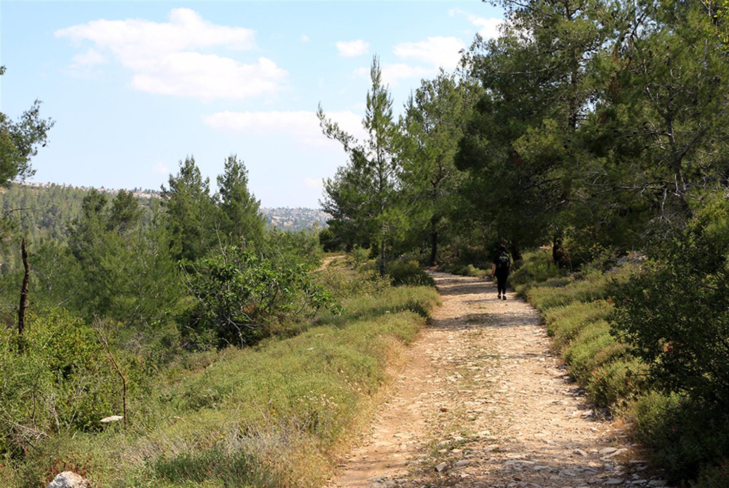 שביל הדסה במעלה מעין חנדק. צילום: יעקב שקולניק