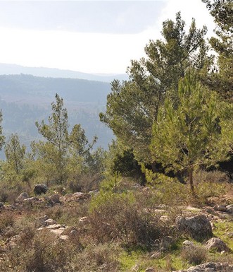 יער מעלה החמישה. צילום: מלכה ברקאי, ארכיון הצילומים קק"ל