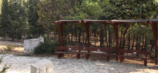 יער פאול האריס. צילום: יעקב שקולניק