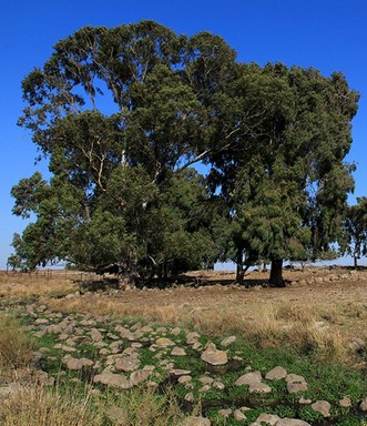עצי איקליפטוס גדול מעניקים צל לבקר ולמטיילים. צילום: יעקב שקולניק