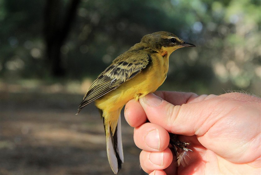 נחליאלי צהוב רגע לפני השחרור. צילום: יעקב שקולניק